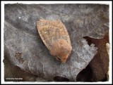 Noctuid Moth (<em>Eupsilia</em> sp.)