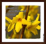 Forsythia