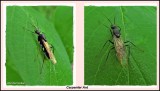 Carpenter ant  (<em>Camponotus </em>), male