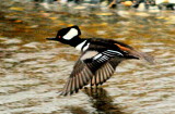 Hooded Merganser DSC_0860.JPG