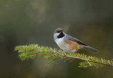 Msange  tte brune / Boreal chickadee