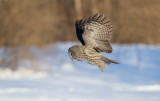 Chouette Lapone / Great Grey Owl