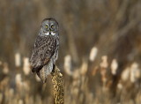 Chouette Lapone / Great Grey Owl
