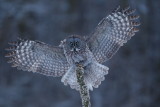 Chouette Lapone / Great Grey Owl