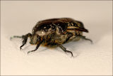 Beetle 3