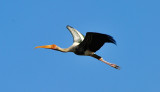 Indian Storks Glorious Flight