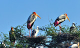 Indian Stork: Family of Many Portrait