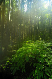 Forest in the Mist