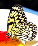 Butterfly Eating