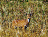 Male Deer Camouflaged