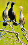 The 3 Cormorants Meeting