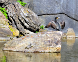 Cormorant Stretching Turtoise Looking