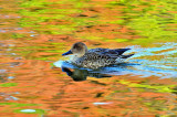 Duck in Fall Waters