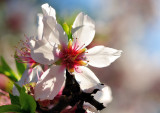 Almond Flower: The Portuguese Sakura, indeed!