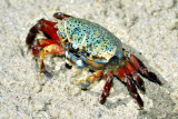 The Eyes of Porcelain Crab