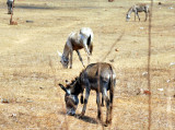 Donkeys 5th Leg...