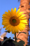 Sinai Flower?