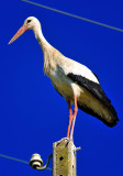 Electrical Stork