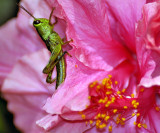 Green Grasshopper on Pink Ibiscus