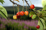 Cherries of Scotland