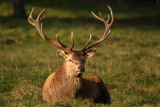 Male Deer Resting - Red Deer, Cervus elaphus,