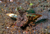 Spiny Devilfish (Inimicus didactylus)