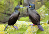 Shags Love - European Shag (Phalacrocorax aristotelis)