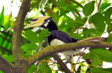 Hornbill on a Tree (Oriental Pied Hornbill (Anthracoceros albirostris) )
