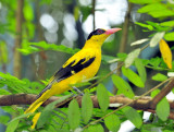 Yellow Oriole Bird
