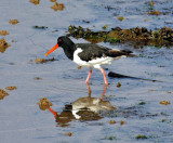 Scotland Bird, Eurasian Oystercatcher (Haematopus ostralegus) 