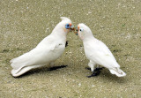 Parrots Kissing on the Beach