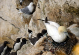 Gannet on Nest with Chick