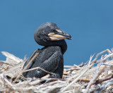 Cormoran à aigrettes / Double-crested Cormorant 