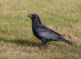 Corneille d’Amérique  /  American Crow  