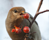 Durbec des sapins (f) /  Pine Grosbeak (f)  