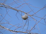 eaglecount2013