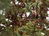 White-winged Crossbill