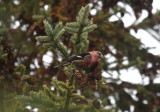 White-winged Crossbill