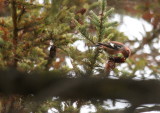 White-winged Crossbill