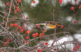 Varied Thrush