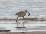 Willet eating a salamander