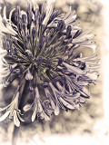 Agapanthus