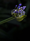 Agapanthus