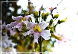 Unknown flowering tree