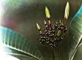 Beginnings of Frangipani