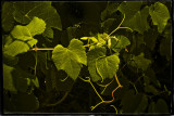 Vine Leaves