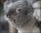 Koala Closeup