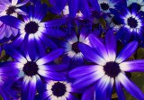 Floral Velvet Blue