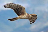 Albanella Reale - Hen Harrier ( female )