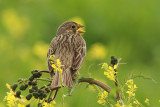 Strillozzo - Corn Bunting